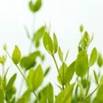 Jojoba Jojoba