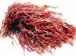 Red Seaweed