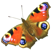 (c) Butterflies-healthcare.co.uk